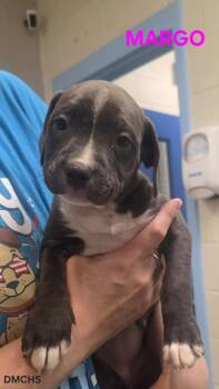 Black Labrador Retriever and Great Dane Dogs Available for Adoption in Burlington, Iowa - Margo | PetCurious