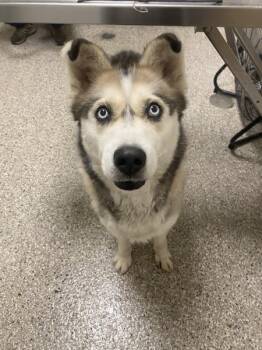 Siberian Husky Dogs Available for Adoption in Vancouver, Washington - Eleanor | PetCurious