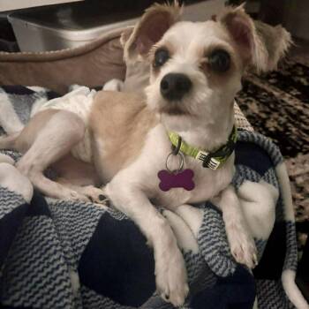 Maltese and Yorkshire Terrier Dogs Available for Adoption in Hillsborough, North Carolina - Kaliber | PetCurious
