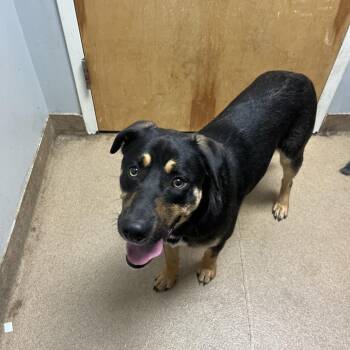Johnny Cash -  Mixed Breed Dog for Adoption in Chattanooga, Tennessee - Johnny Cash | PetCurious