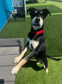 Shepherd and Mixed Breed Dogs Available for Adoption in Cedar Rapids, Iowa - Canyon | PetCurious