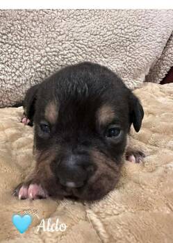 Mixed Breed Dogs Available for Adoption - Aldo | PetCurious