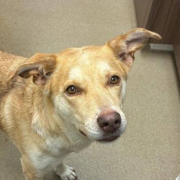Connie -  Labrador Retriever and Mixed Breed Dog for Adoption in Corpus Christi, Texas - Connie | PetCurious