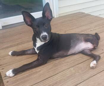 Basenji and Rat Terrier Dogs Available for Adoption in Coldwater, Michigan - Kari | PetCurious