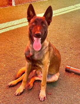 Gabe -  Belgian Shepherd Malinois Dog for Adoption in Vancouver, Washington - Gabe | PetCurious