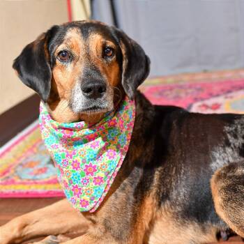 Rescue Hound Dogs for Adoption in Brock, Texas - Poppy | PetCurious