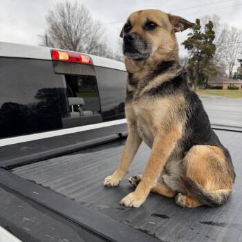 Shepherd and Mixed Breed Dogs Available for Adoption - Claw | PetCurious