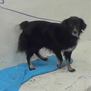 Australian Shepherd and Border Collie Dogs Available for Adoption - Lucas D10524 - Arriving 3/7 | PetCurious