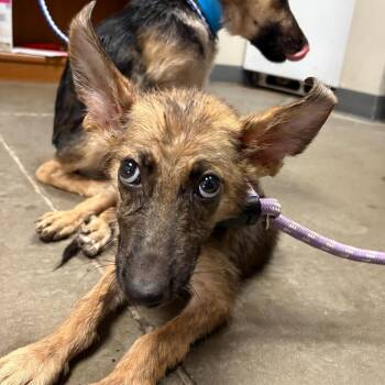 Ren -  German Shepherd Dog Dog for Adoption in Yuma, Arizona - Ren | PetCurious