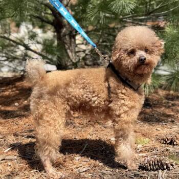 Poodle Dogs Available for Adoption in East Hampton, New York - Apple | PetCurious