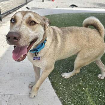 Mixed Breed Dogs Available for Adoption in Englewood, Florida - Othelo | PetCurious