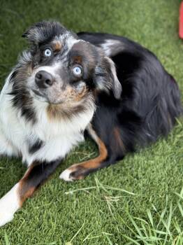 Australian Shepherd Dogs Available for Adoption - Spider | PetCurious