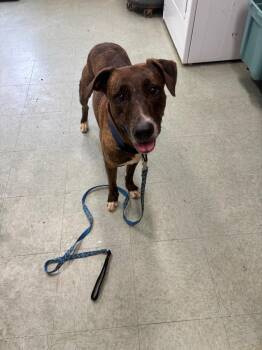 Springer -  Mixed Breed Dog for Adoption in Danielsville, Georgia - Springer | PetCurious
