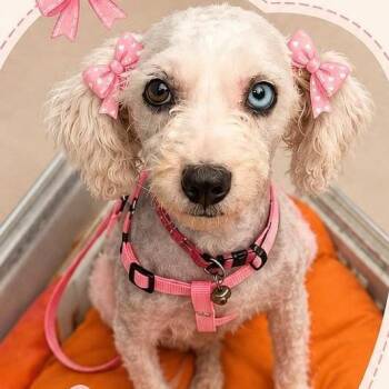 Nube -  Poodle and Mixed Breed Dog for Adoption in Tacoma, Washington - Nube | PetCurious