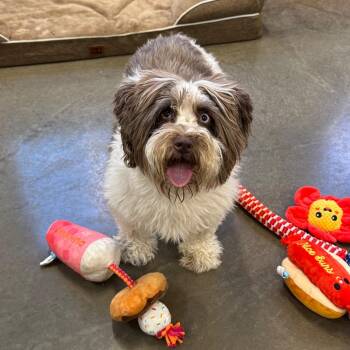 Izzy -  Miniature Schnauzer Dog for Adoption in Mankato, Minnesota - Izzy | PetCurious