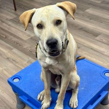 Mixed Breed Dogs Available for Adoption - Sunny | PetCurious