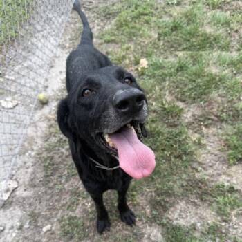 Rescue Labrador Retriever and Mixed Breed Dogs for Adoption in Conroe, Texas - PEPPER | PetCurious
