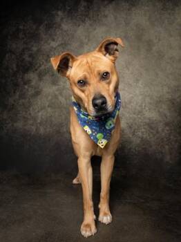 Patrick Paws -  Mixed Breed Dog for Adoption in Atlanta, Georgia - Patrick Paws | PetCurious