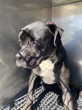 Mixed Breed Dogs Available for Adoption in Dallas, Texas - LITHIUM | PetCurious