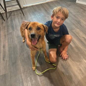 Loving Kind Morgan mini retriever mix good with kids -  Golden Retriever and Collie Dog for Adoption in Houston, Texas - Loving Kind Morgan Mini Retriever Mix Good With Kids | PetCurious