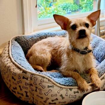 Sprout -  Chihuahua Dog for Adoption in Enterprise, Alabama - Sprout | PetCurious