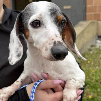 Dachshund Dogs Available for Adoption in Northbrook, Illinois - Chico | PetCurious
