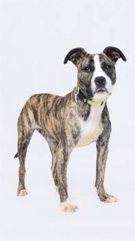 JOSIE -  Pit Bull Terrier Dog Available for Adoption - JOSIE | PetCurious