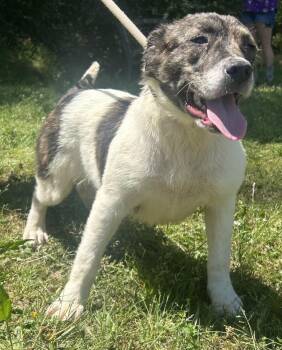 Australian Shepherd Dogs Available for Adoption in Wetumpka, Alabama - 260358  Goldie | PetCurious