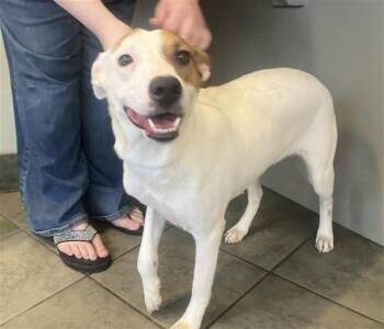 Terrier Dogs Available for Adoption in San Antonio, Texas - PATCH | PetCurious