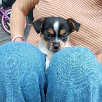 Yorkshire Terrier Dogs Available for Adoption in Montgomery, Texas - Dizzy | PetCurious