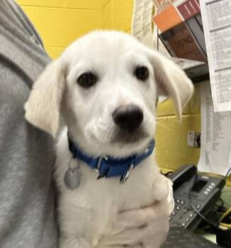 Labrador Retriever and Shepherd Dogs Available for Adoption in Golden, Colorado - Dewalt | PetCurious