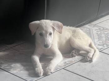 Zuko -  Labrador Retriever and Siberian Husky Dog for Adoption in Sumter, South Carolina - Zuko | PetCurious