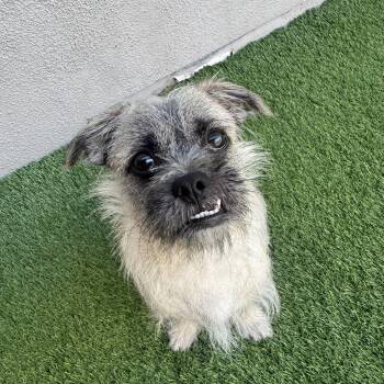 Terrier Dogs Available for Adoption in Las Vegas, Nevada - Wesley  | PetCurious