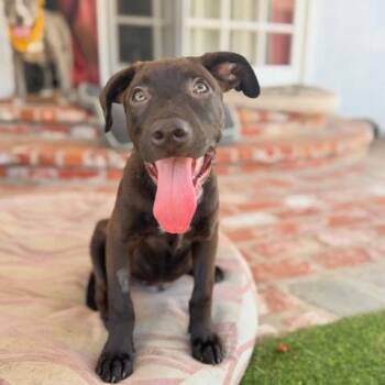 Gelato -  Chocolate Labrador Retriever and American Staffordshire Terrier Dog for Adoption in Los Angeles, California - Gelato | PetCurious