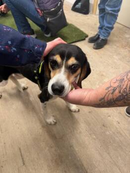 Bear -  Beagle and Mixed Breed Dog for Adoption in Calgary, Alberta - Bear | PetCurious