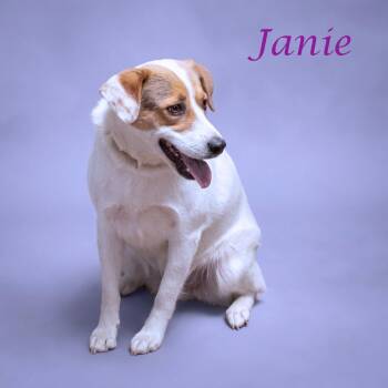 Janie D26-137 -  Border Collie Dog for Adoption in Lebanon, Tennessee - Janie D26-137 | PetCurious