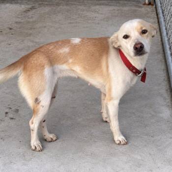 Cookie -  Mixed Breed Dog for Adoption in Columbia, South Carolina - Cookie | PetCurious