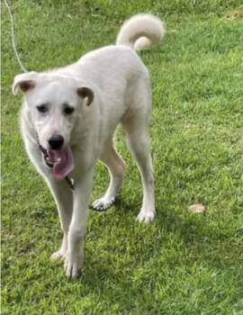 Snowball -  Great Pyrenees Dog for Adoption in Gainesville, Virginia - Snowball | PetCurious