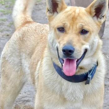 Shepherd Dogs Available for Adoption in Vineland, New Jersey - Gemma | PetCurious