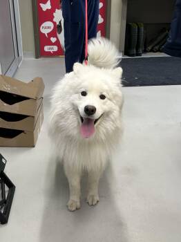 Clifford -  Samoyed Dog for Adoption in Bolton, Ontario - Clifford | PetCurious