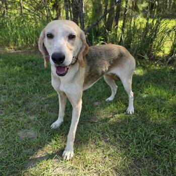 Baylor -  Beagle and Treeing Walker Coonhound Dog for Adoption in Foley, Alabama - Baylor | PetCurious