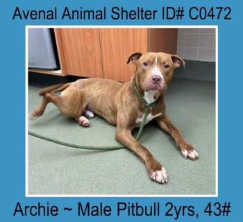 Rescue Pit Bull Terrier Dogs for Adoption in Avenal, California - Archie | PetCurious