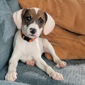 Leia -  American Staffordshire Terrier and Hound Dog for Adoption in Colonial Heights, Virginia - Leia | PetCurious