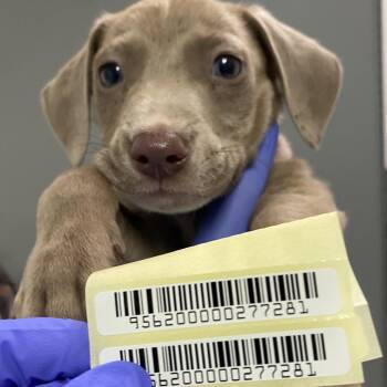 Papaya -  Mixed Breed Dog for Adoption in Charleston, West Virginia - Papaya | PetCurious