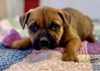 Black Mouth Cur and Labrador Retriever Dogs Available for Adoption - Seraphina | PetCurious
