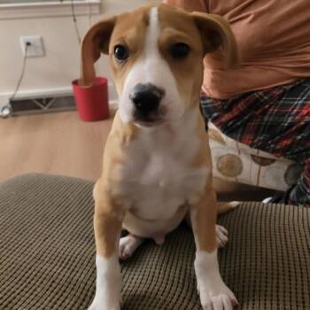 Terrier and Shepherd Dogs Available for Adoption - Speckle | PetCurious