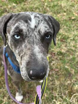 Catahoula Leopard Dog Dogs Available for Adoption in Oregon, Wisconsin - Koda | PetCurious