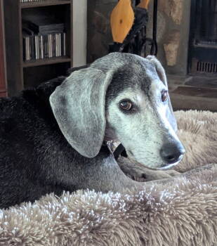 Rescue Beagle Dogs for Adoption in Dunnellon, Florida - Ryder II | PetCurious