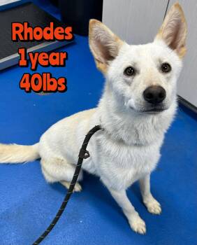 RHODES -  Mixed Breed Dog for Adoption in Holbrook, New York - RHODES | PetCurious