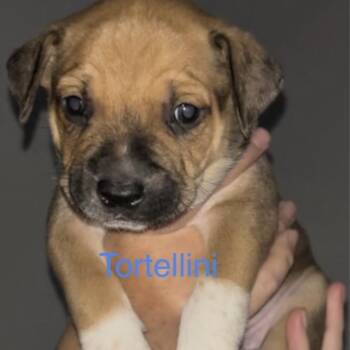 Rescue Mixed Breed Dogs for Adoption in Las Vegas, Nevada - Tortellini/ Hades | PetCurious